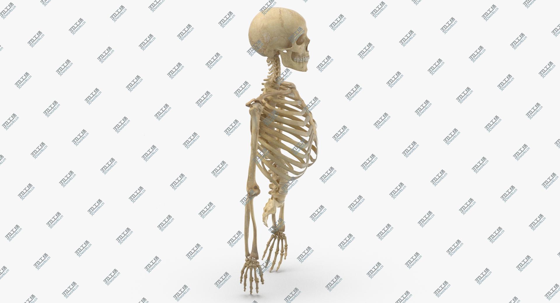 images/goods_img/202104023/Real Human Rib Cage Spine Male Skull Calvicle Scapula and Arms Bones Anatomy Intervertibral Disks 3D model/1.jpg